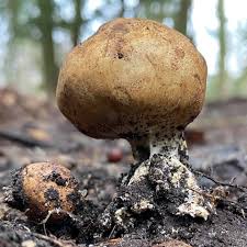 Image result for Scleroderma cepa