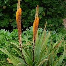 Image result for Aloe spicata