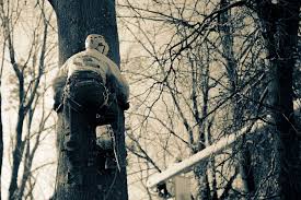 Check spelling or type a new query. Tree Removal Company Yardley Pa Local Tree Removal Services Newtown Pa All The Above Alltheabovetreeservice Com