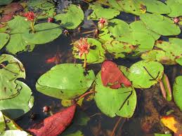 Image result for Brasenia