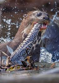 47 Amazon Rainforest Animals Ecuador S Monkeys Birds Fish Reptiles Mammals Amphibians In 2020 Rainforest Animals Amazon Rainforest Animals Amazon Animals