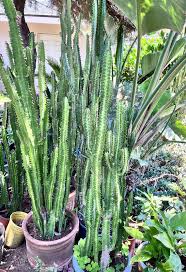Image result for Euphorbia kilwana