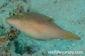 Image result for Zornia punctatissima