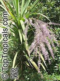 Image result for Cordyline stricta