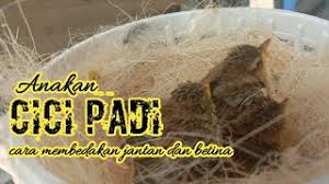 Jon pangestu 5 months ago. Vidio Suara Cici Padi Betina Suka Kicauan Cek Harga Burung Cici Padi Merah Salome Cingklong Terbaru 2020 Video Asli Yang Viral Gisel Full Hd Link Download Tanpa Sensor Detail Durasi