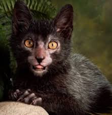 The mutation has occurred in domestic cats over the last 20 years. Werewolf Kitten Werewolf Cat Lykoi Cat Cats