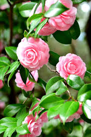 Epingle Sur Fleurs Roses