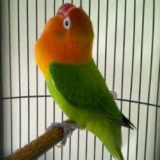 Bentuk paruh yang tebal, besar, dan panjang atau. Cara Merawat Burung Lovebird Biar Ngekek Panjang Burung Sangkar Burung
