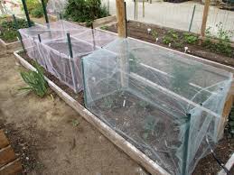Andie S Way Making Bigger Cabbage Row Covers Cauliflower Plant Broccoli Plant Veggie Garden