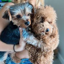 Ziggy Misses His Friend Katsu Yorkshire Terrier Terrier Teddy Bear