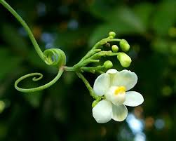 Image result for Cardiospermum corindum