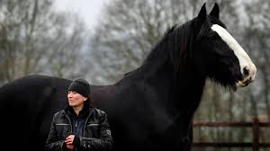 The stallions often stand taller and weigh more than the mares. Clydesdale Saving The Greatest Horse Documentary Channel