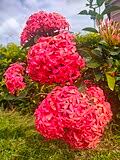 Image result for Ixora brachypoda