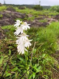 Image result for Habenaria indiana