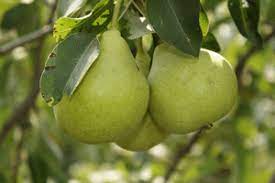 Pakistan mulberry tree | mulberry fruit tree. Yard And Garden Fruit Trees News