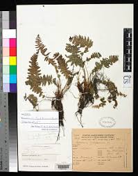 Image result for Blechnum punctulatum