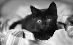 Mjzoogirl has uploaded 737 photos to flickr. Black Kitten Desktop Wallpapers Top Free Black Kitten Desktop Backgrounds Wallpaperaccess