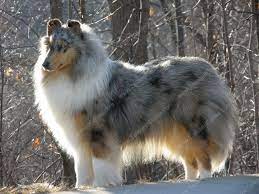 Maybe you would like to learn more about one of these? Rough Blue Merle Collie Rough Collie Sheep Dog Puppy Collie Puppies