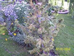 We did not find results for: Why Is My Pinus Flexilis Vanderwolf Yellow