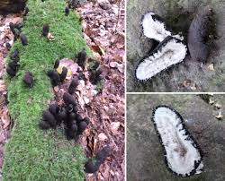 They were just so alien fungi to me was just agaricus or mold. Halloween Special 2 Dead Man S Fingers The Mushroom Diary Uk Wild Mushroom Hunting Blog