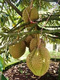 Pokok durian belanda pokok durian musang king pokok durian duri hitam pokok durian hybrid pokok durian dalam pasu pokok. Budidaya Durian Bawor Sangat Menguntungkan Pohon Buah Taman Buah Hortikultura