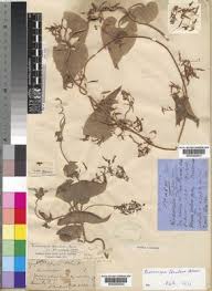 Image result for Riocreuxia