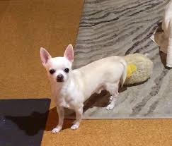 White Chihuahuas I Love My Chi
