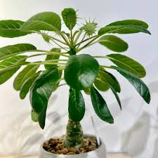 Image result for Dorstenia brownii