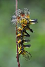 Black And White Striped Caterpillar With White Hair Winning Photos From The International Garden Photographer Of The Year 2018 Weird Insects Bugs And Insects Beautiful Bugs