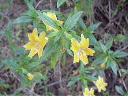 Image result for Mimulopsis