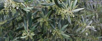 Olivae L Arbre Et Son Fruit L Olive De L Olivier A L Huile