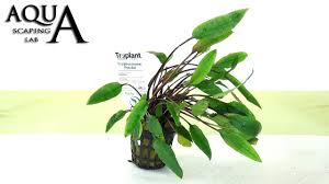 This water trumpet is a group plant and mostly dark green and reddish/brown coloured, which nicely contrasts to light green leafed plants. Aquascaping Lab Cryptocoryne Aquatic Plant Technical Description And Management All Varieties Youtube