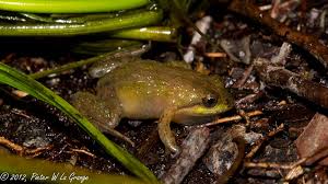 Image result for Micrococca capensis