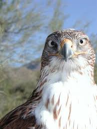 Backyard Birds Of Southern Arizona Loved The Arizona Sonora Desert Museum In Tucson Must See The Raptor Free Flight Bird Show The Peregrine Falcons Were Sonora Desert Arizona Birds Arizona