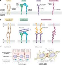 Mitosis is the process that allows cells to reproduce and copy themselves, by copying the dna of the cell and creating two separate sets of chromosomes. Cell Adhesion In Cancer Beyond The Migration Of Single Cells Journal Of Biological Chemistry