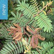 Image result for Mimosa diplotricha