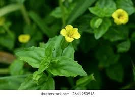 Image result for Phrymaceae