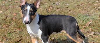 I can recommend mini teacup puppies without hesitation. Miniature Bull Terrier All About Dogs Orvis