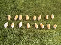 How To Dispose Of Infertile Bearded Dragon Eggs Mypetcarejoy