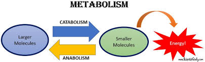 Image result for metabolism