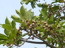 Image result for Terminalia bellirica