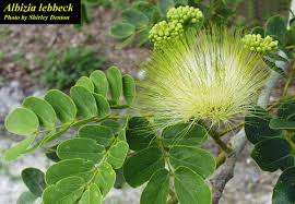 Image result for Albizia lebbeck