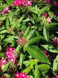 Pin On Mygardenanswers