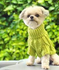 Maybe you would like to learn more about one of these? Miki The Perfect Dog For Cat Lovers Animalso