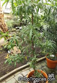 Image result for Pachycarpus firmus