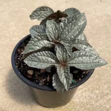 Image result for Pilea cadierei