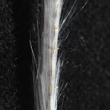 Image result for Andropogon eucomus