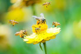 Immediately, i think of large zucchini or pumpkin flowers. Why It S Important To Attract Bees To Your Garden