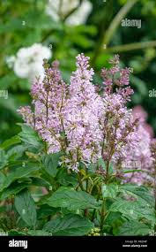 Image result for Syringa prestoniae