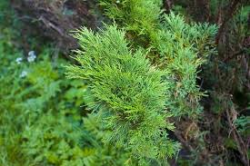 Thuja occidentalis 'janed gold' pp #21,967. Arborvitae Trees Buying Growing Guide Trees Com